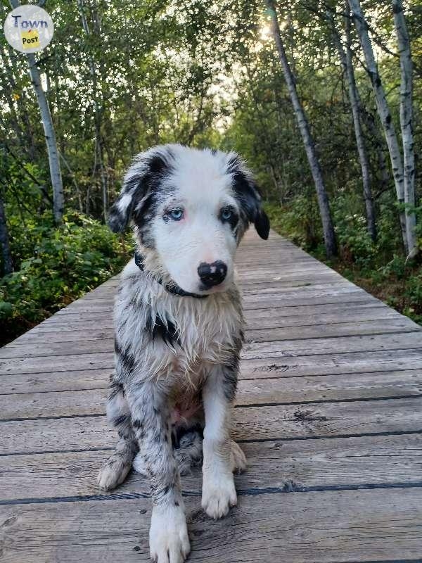 Proven Stud Australian Shepherd/ Border Collie - 13 - 670422-1645045837_5