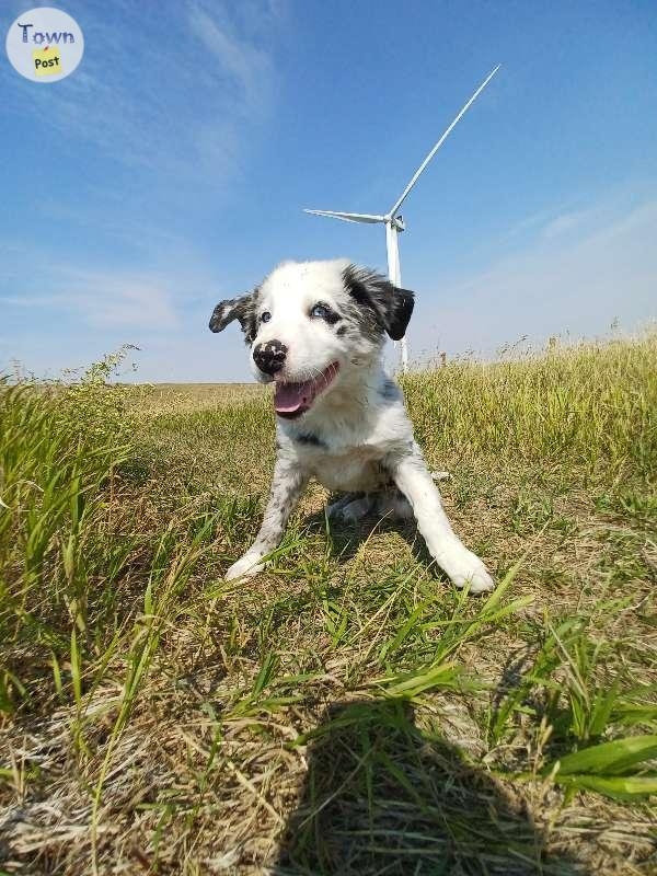 Proven Stud Australian Shepherd/ Border Collie - 11 - 670422-1645045837_6