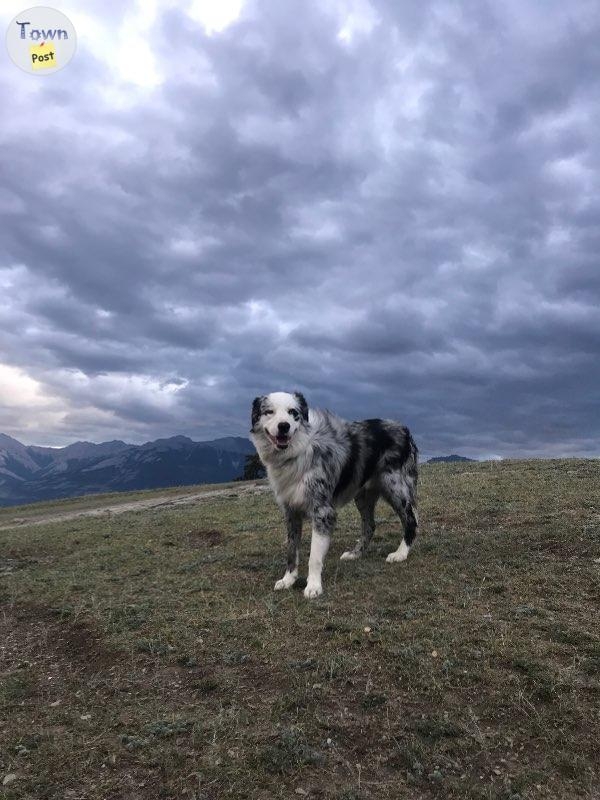 Proven Stud Australian Shepherd/ Border Collie - 7 - 670422-1662429659_1