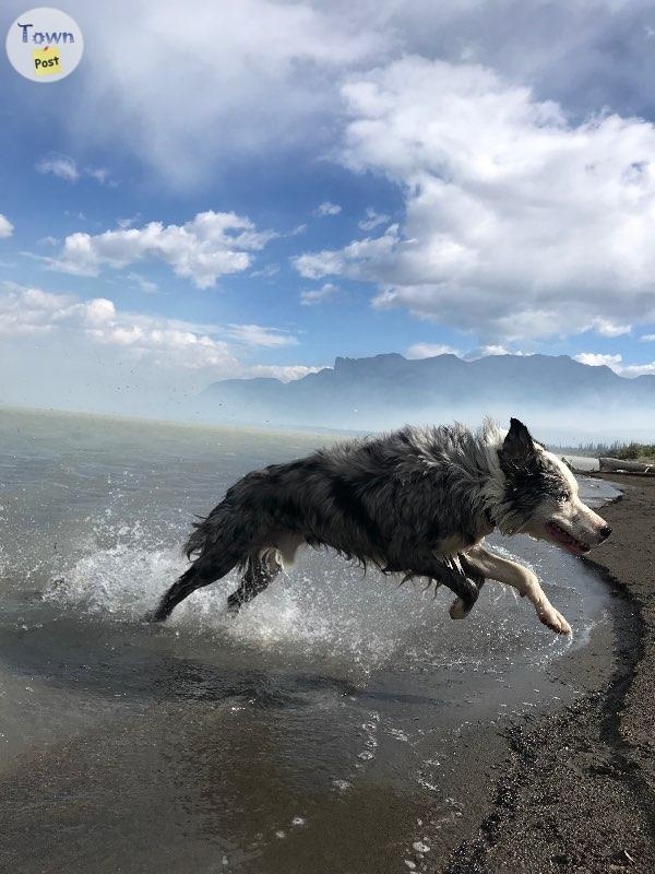 Proven Stud Australian Shepherd/ Border Collie - 16 - 670422-1662429659_3