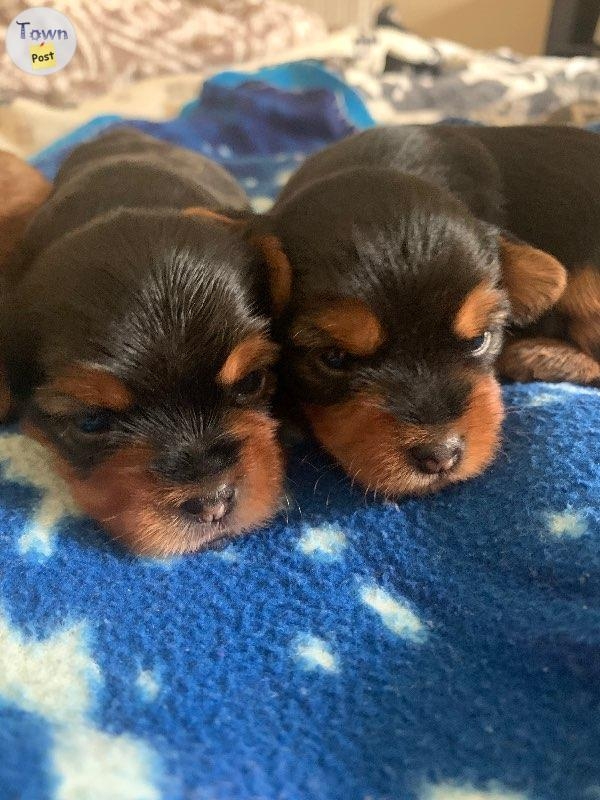 Yorkie Stud - 8 - 689563-1665380467_0