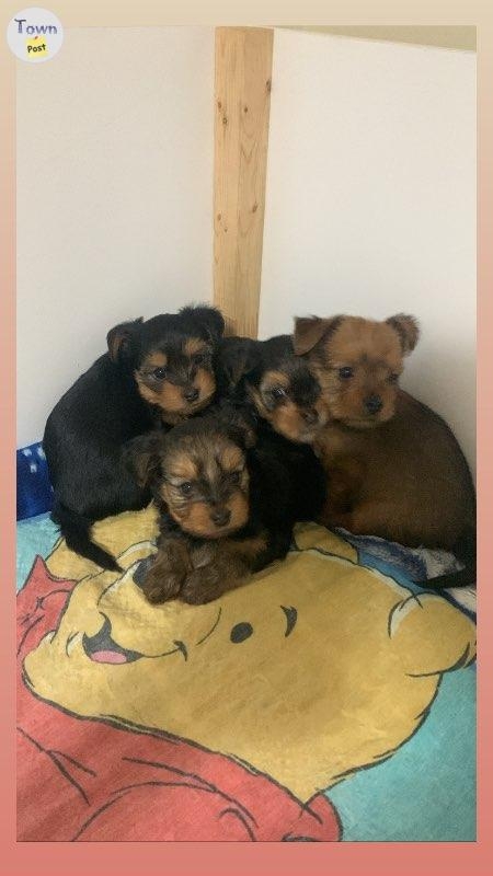 Yorkie Stud - 12 - 689563-1666980682