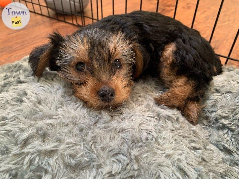 Yorkie Stud - 13 - 689563-1669481954_0