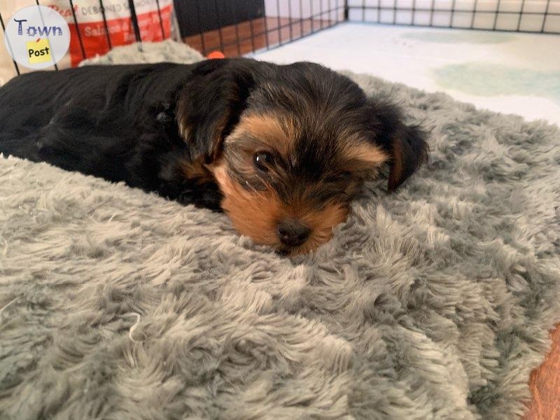 Yorkie Stud - 16 - 689563-1669481954_3