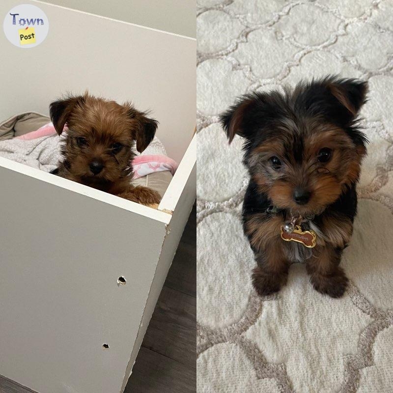 Yorkie Stud - 19 - 689563-1674606471