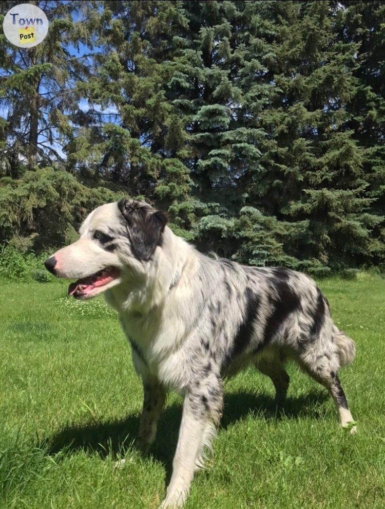 Proven Stud Australian Shepherd/ Border Collie - 5 - 670422-1678800751