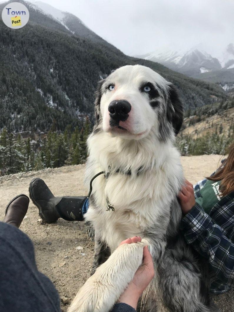 Proven Stud Australian Shepherd/ Border Collie - 1 - 670422-1678800751_0