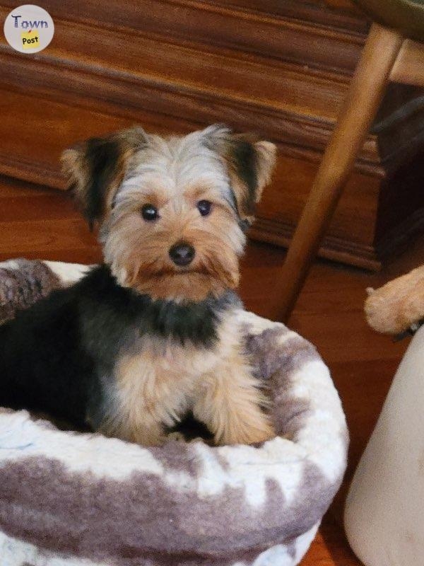 Yorkie Stud - 22 - 689563-1677823856_0