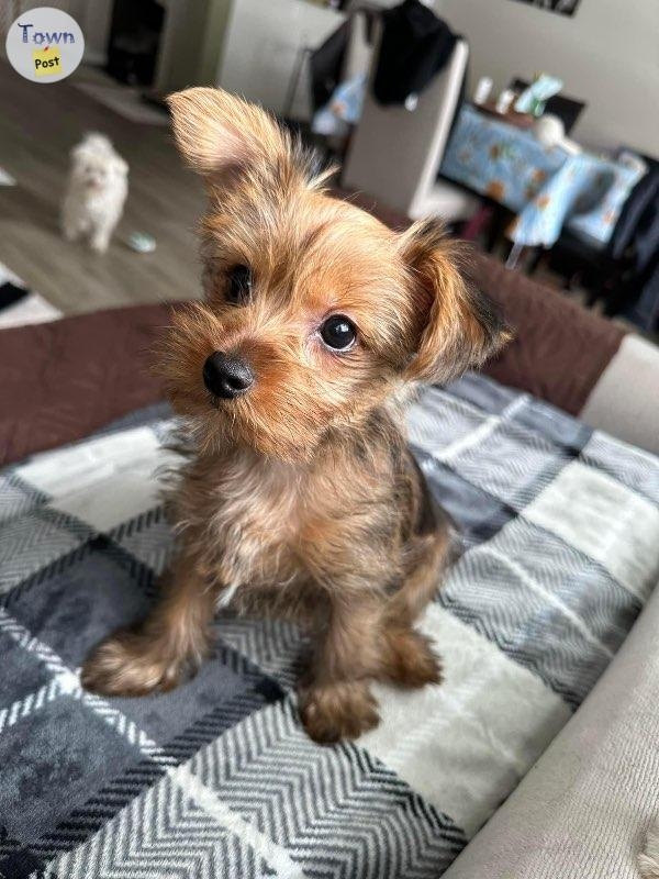 Yorkie Stud - 24 - 689563-1677823856_2