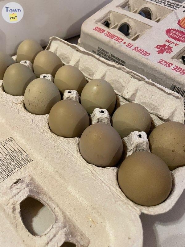 Olive egger hatching eggs  - 2 - 851735-1677710884