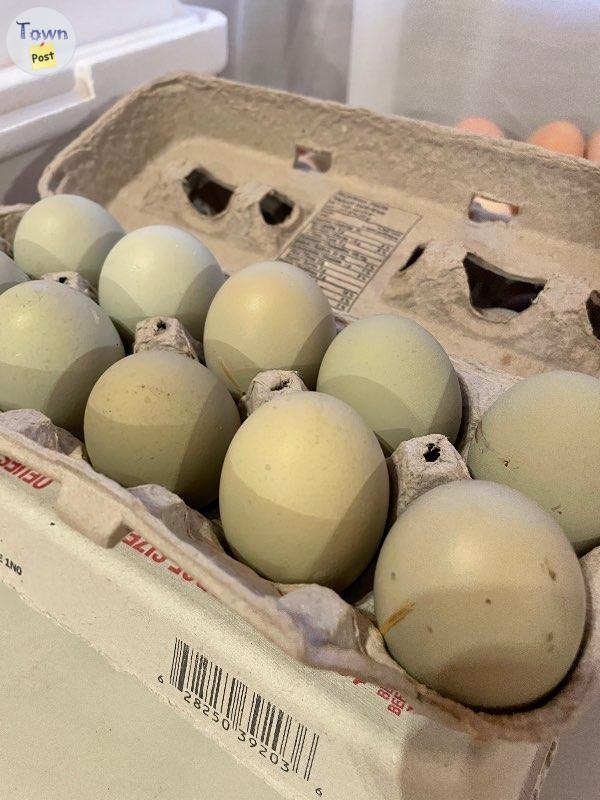 Olive egger hatching eggs  - 3 - 851735-1677710884_0