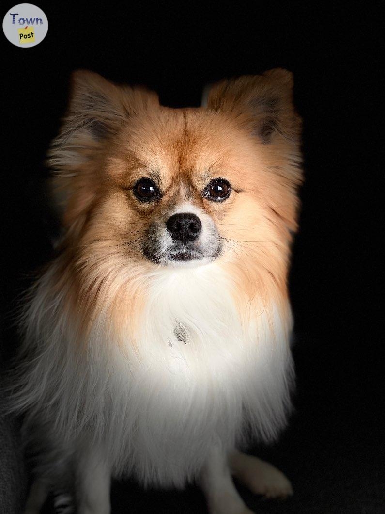 STUD - male tri-coloured Pomeranian  - 1 - 892467-1682307636