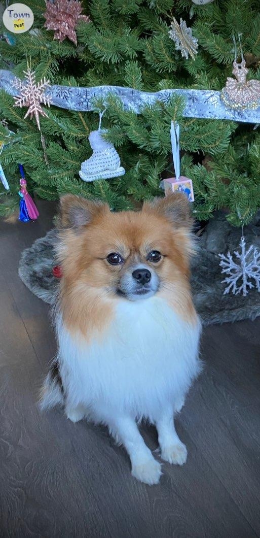 STUD - male tri-coloured Pomeranian  - 3 - 892467-1682307636_1