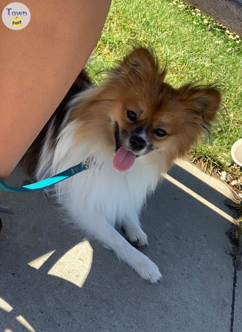 STUD - male tri-coloured Pomeranian  - 9 - 892467-1682307636_7