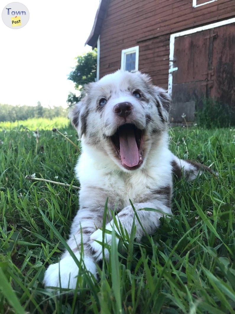 Proven Stud Australian Shepherd/ Border Collie - 18 - 670422-1684643748