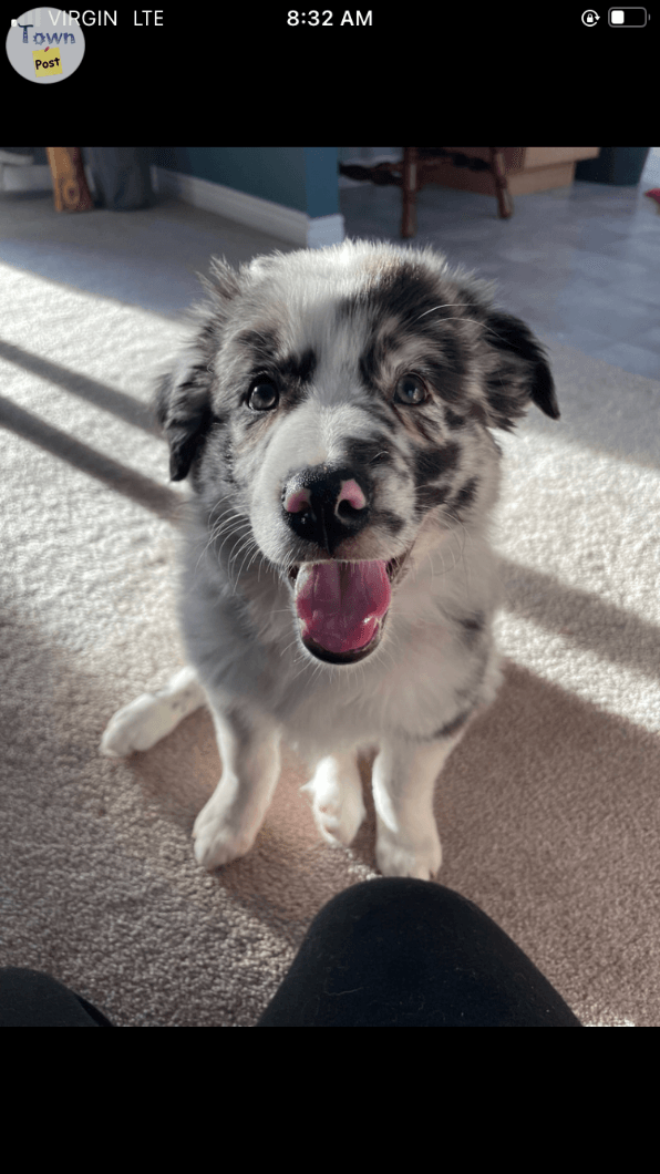 Proven Stud Australian Shepherd/ Border Collie - 19 - 670422-1684643748