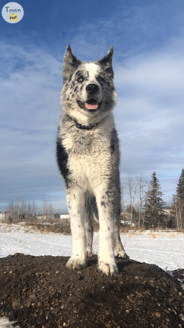 Proven Stud Australian Shepherd/ Border Collie - 24 - 670422-1684643748_1