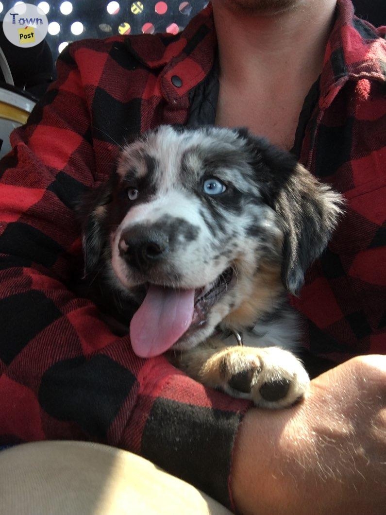 Proven Stud Australian Shepherd/ Border Collie - 29 - 670422-1684643748_5