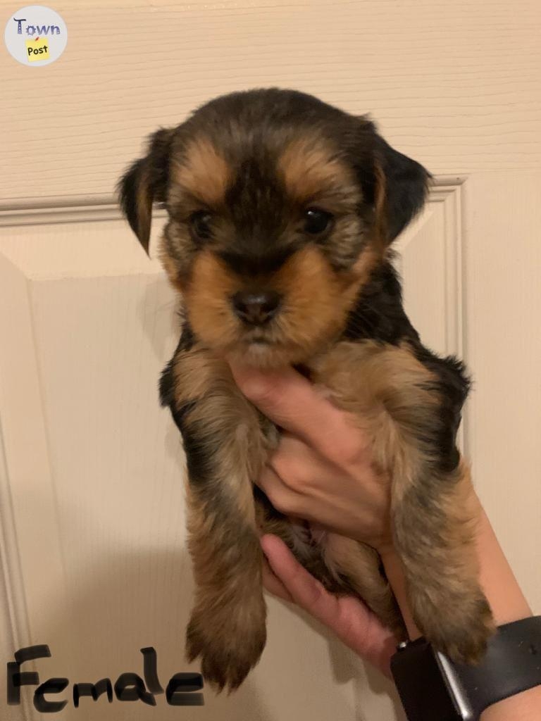 Yorkie Stud - 27 - 689563-1685235671_1