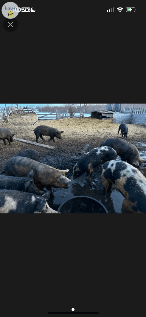 Sows and Gilts - pigs for sale - 1 - 922184-1689915790