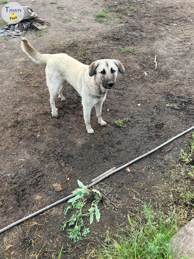 Farm dogs - Pyrenees cross - 5 - 879379-1691768190_0