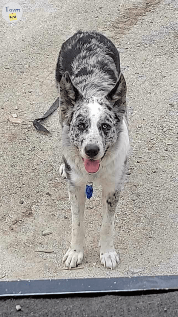 Low Content Wolfdog Puppies For Sale (Kangal, Australian Shepherd, Malamute, Gray Wolf Mix) - 16 - 928738-1693073439