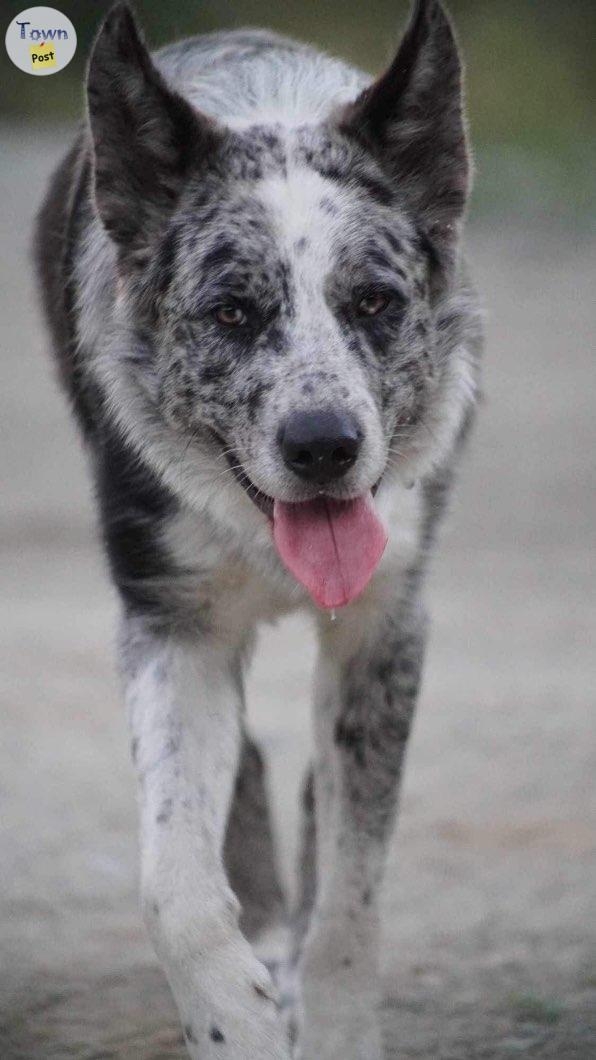 Low Content Wolfdog Puppies For Sale (Kangal, Australian Shepherd, Malamute, Gray Wolf Mix) - 10 - 928738-1693073439_1