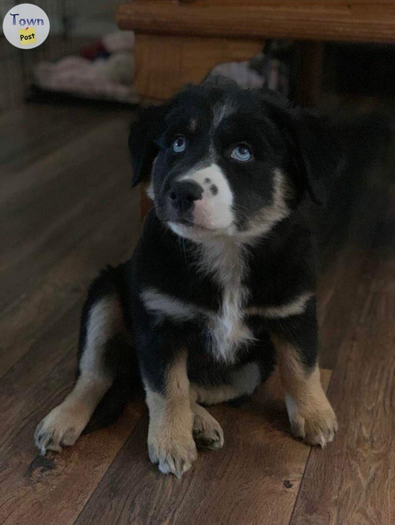 Proven Stud Australian Shepherd/ Border Collie - 30 - 670422-1696451695