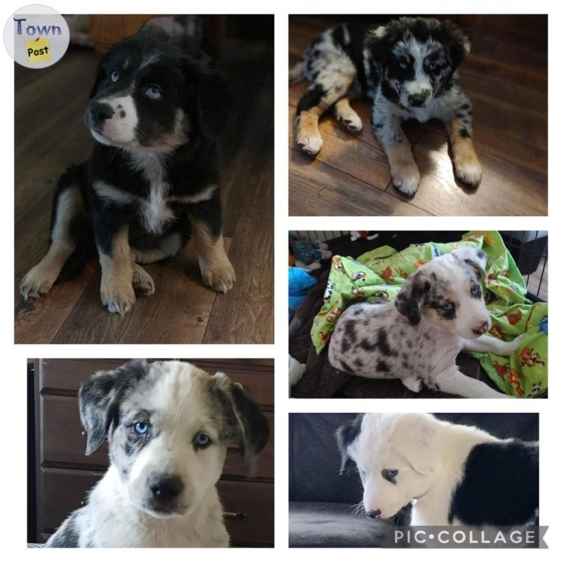 Proven Stud Australian Shepherd/ Border Collie - 32 - 670422-1696451695_1