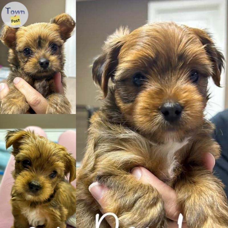 Yorkie Stud - 29 - 689563-1696372020