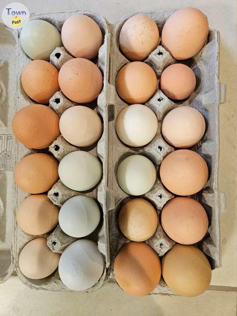 Fresh farm eggs for sale  - 1 - 955511-1697124408