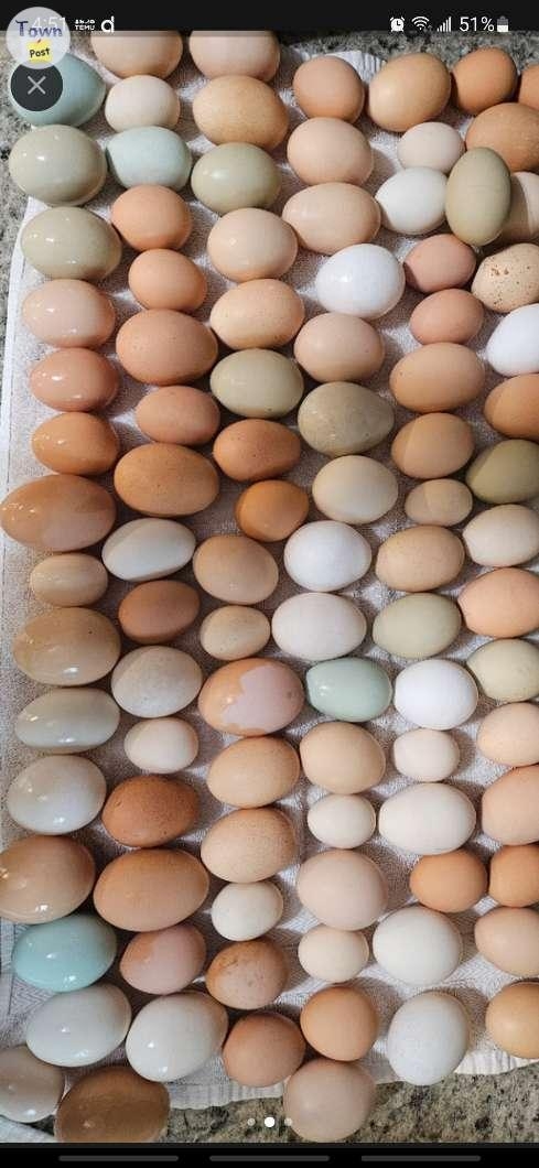 Fresh farm eggs for sale  - 2 - 955511-1698015151