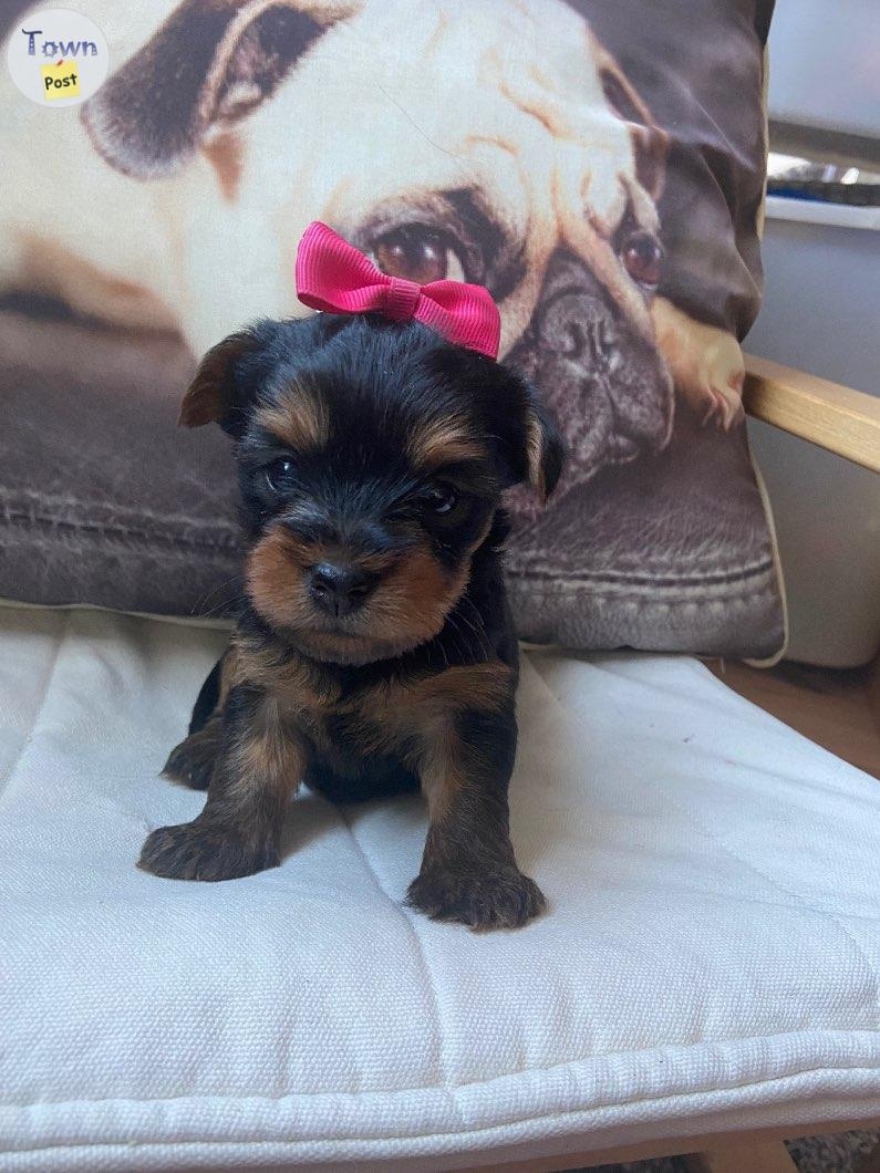 Yorkie Stud - 31 - 689563-1700863884_0