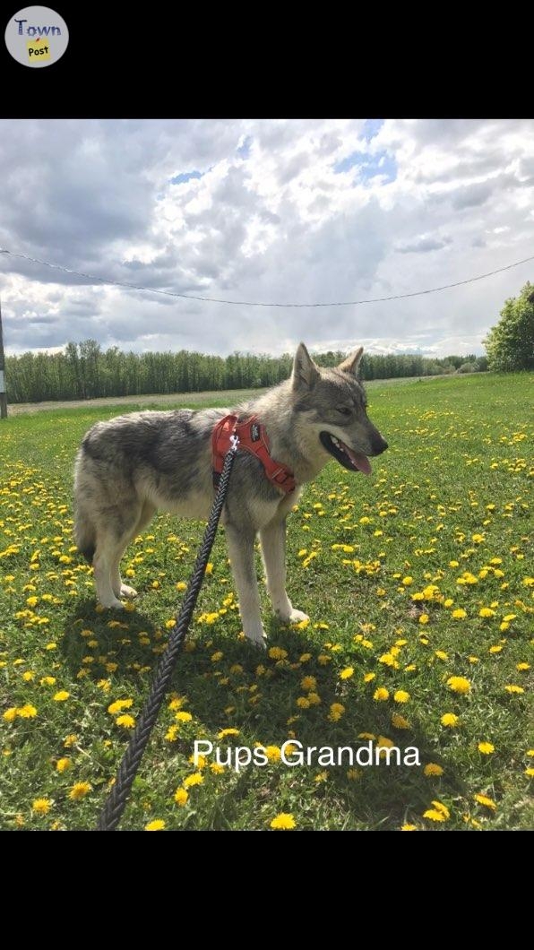 Low Content Wolfdog Puppies For Sale (Kangal, Australian Shepherd, Malamute, Gray Wolf Mix) - 22 - 928738-1700607566_1