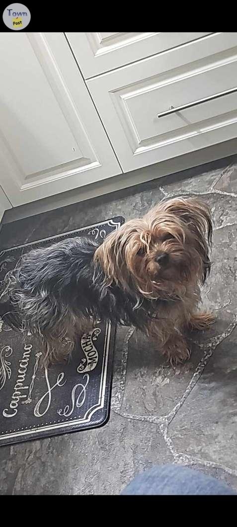 Male Yorkie looking for a forever home  - 1 - 966301-1699476849