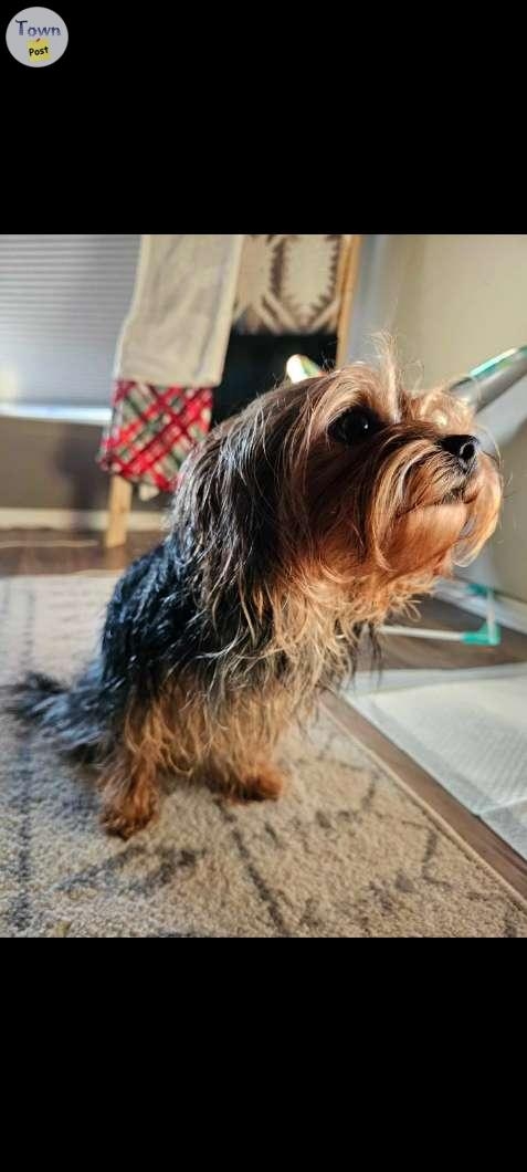 Male Yorkie looking for a forever home  - 2 - 966301-1699476849_0