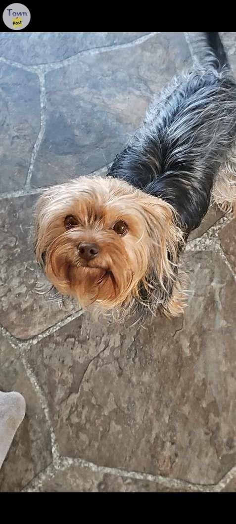 Male Yorkie looking for a forever home  - 3 - 966301-1699476849_1