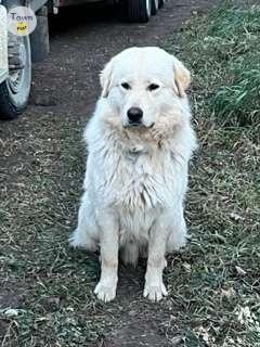 Malamute/Pyrenees Cross Male - 1 - 966634-1699559637