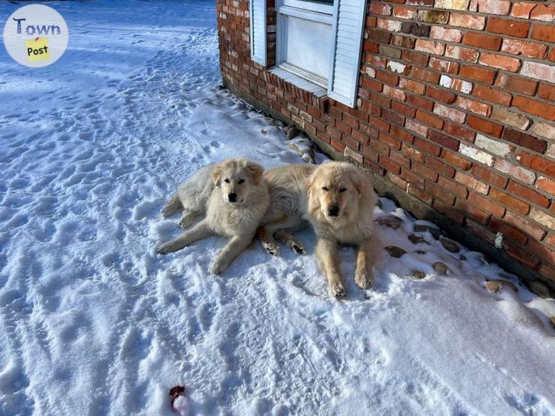 Malamute/Pyrenees Cross Male - 3 - 966634-1699559637_0