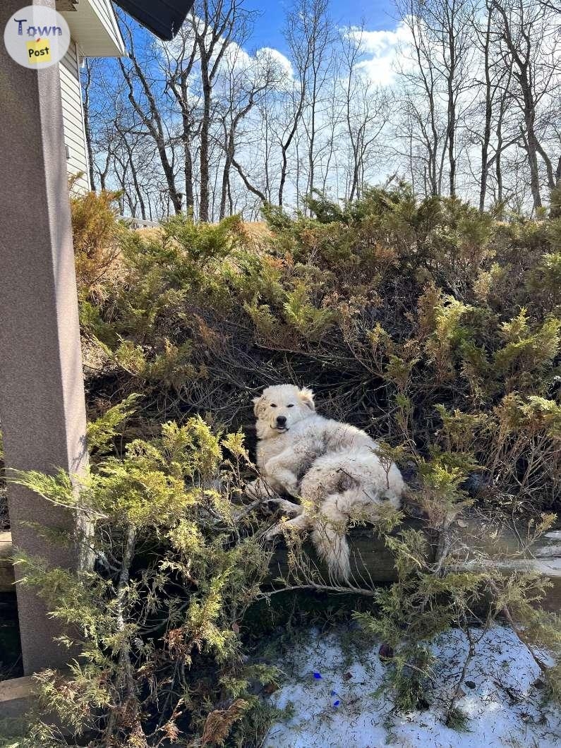 Malamute/Pyrenees Cross Male - 8 - 966634-1699559637_5