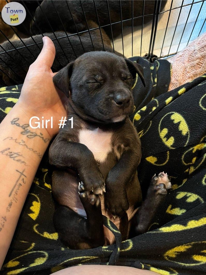 Pitty Mix Pups - 4 - 969680-1700246541_2