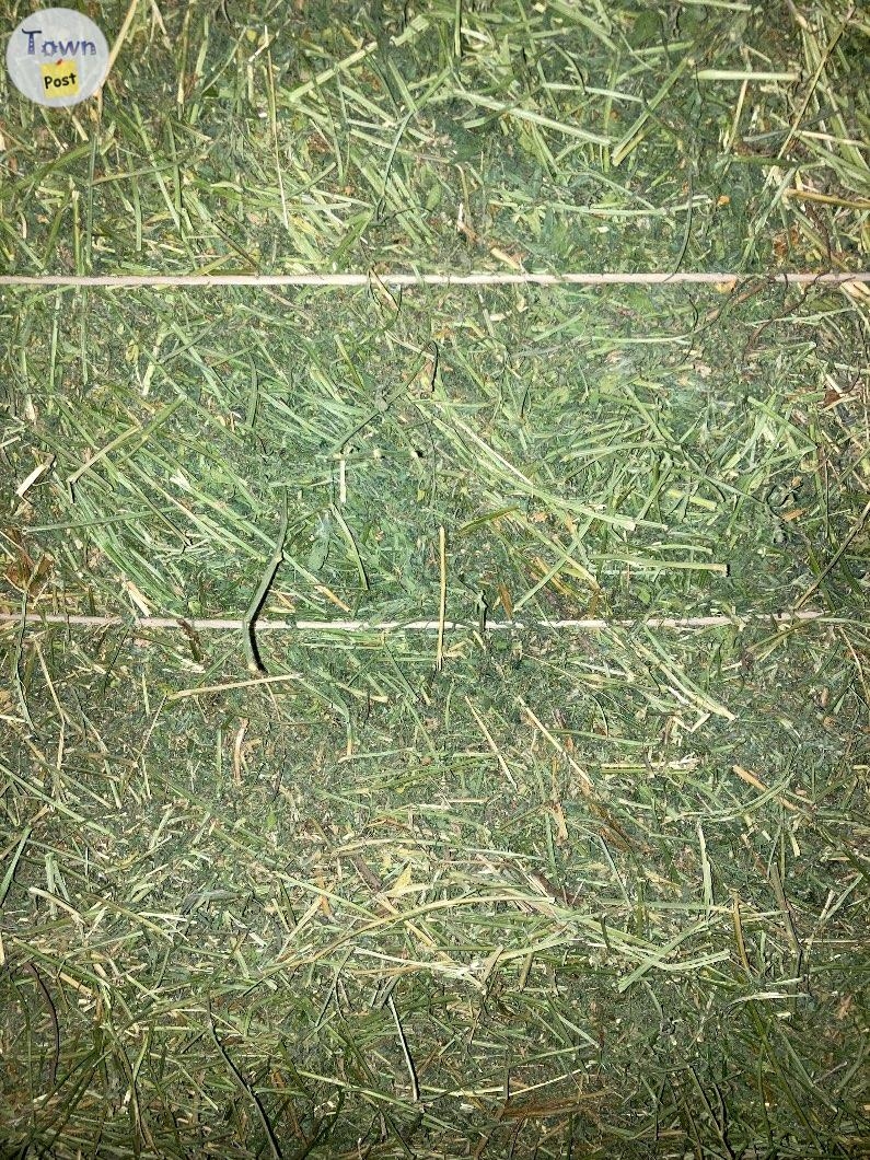 Hay for sale - 3 - 972503-1700403901_1