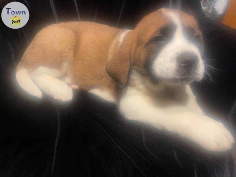 St. Bernard puppies - 2 - 974069-1700709833_0