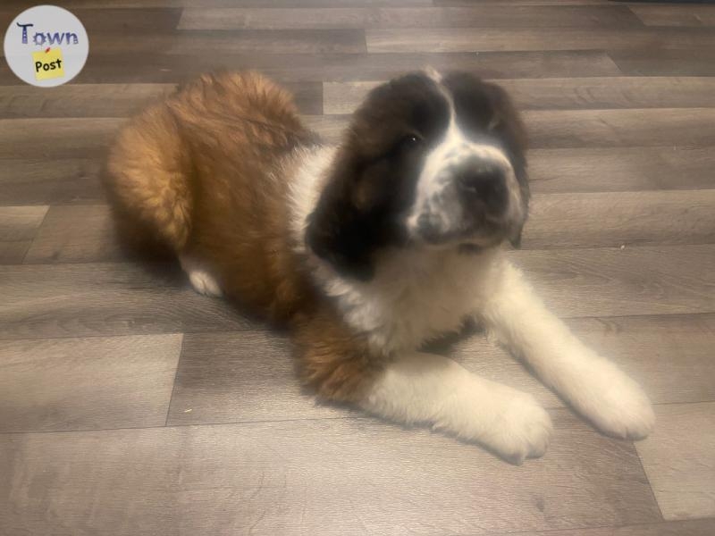 St. Bernard puppies - 3 - 974069-1700709833_1