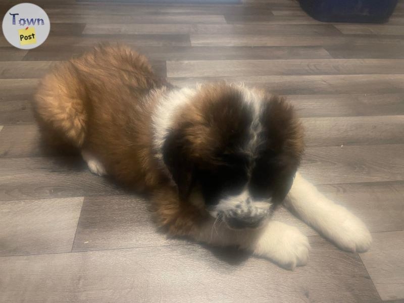 St. Bernard puppies - 4 - 974069-1700709833_2