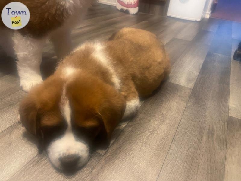 St. Bernard puppies - 5 - 974069-1700709833_3