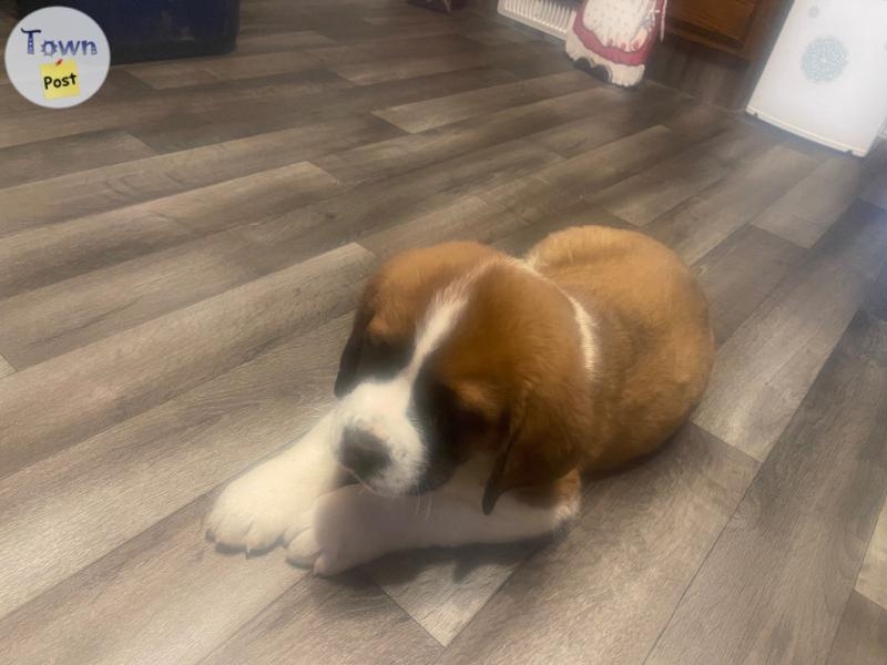 St. Bernard puppies - 6 - 974069-1700709833_4