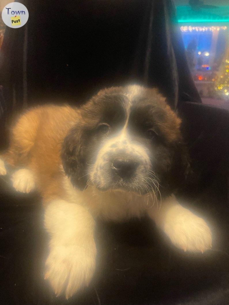 St. Bernard puppies - 7 - 974069-1700709833_5