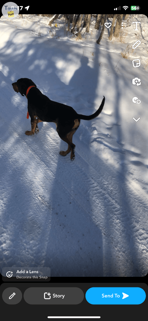 Coon hound pup - 3 - 975183-1700968997