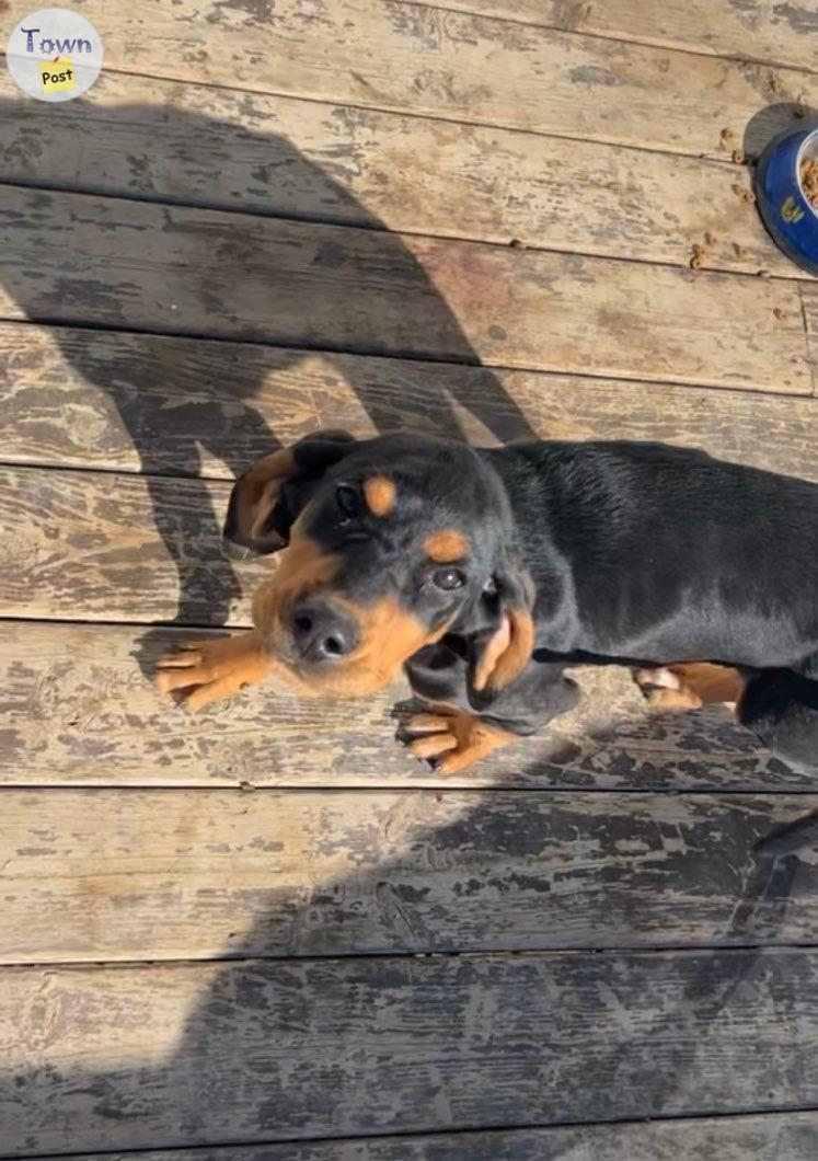 Coon hound pup - 2 - 975183-1700968997_0